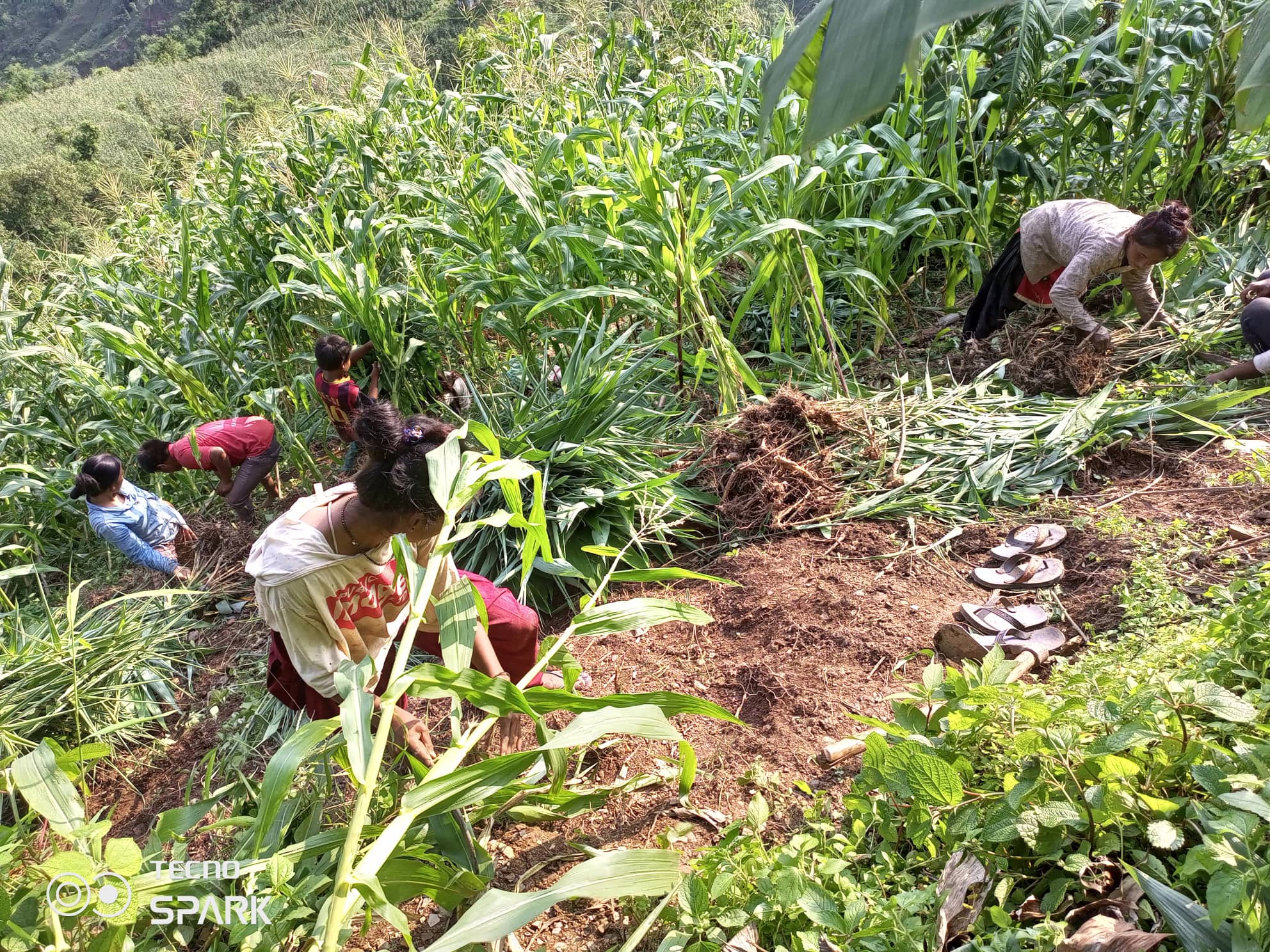 Help 1000 homes, grow 1M cash crops in Nepal